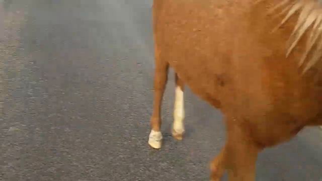 Природа и жизнь.Впереди туман-позади туман... смотреть онлайн