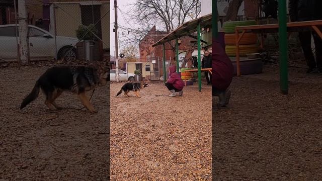 Собака боится камеру