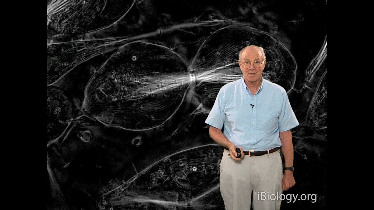 Microscopy: Polarization (Edward Salmon) смотреть онлайн