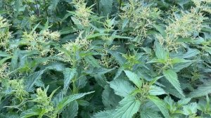 Как заготовить и правильно применить крапиву