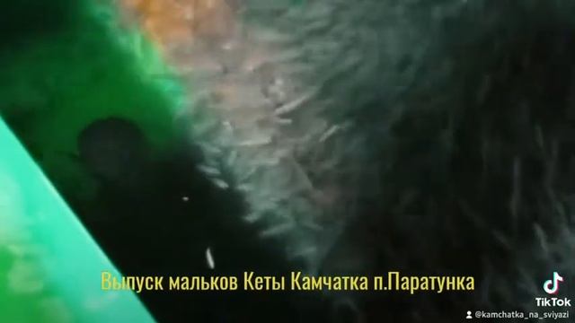 Выпуск мальков,Камчатка. смотреть онлайн