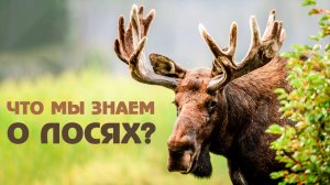 Лесные гиганты: неожиданные факты о лосях