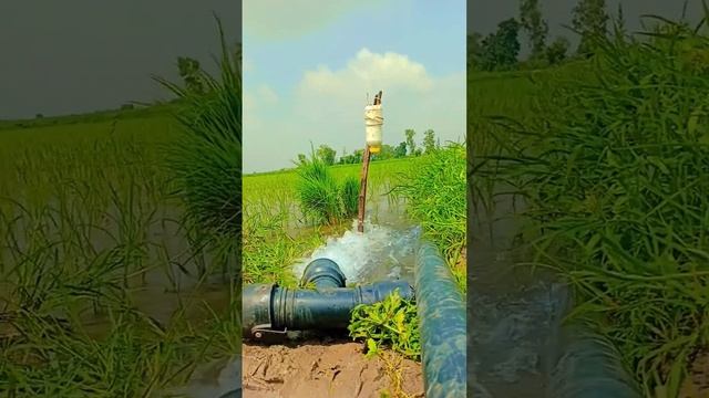 Chlorpyrifos.50% + Cypermethrin 5% EC Drip Method In Paddy