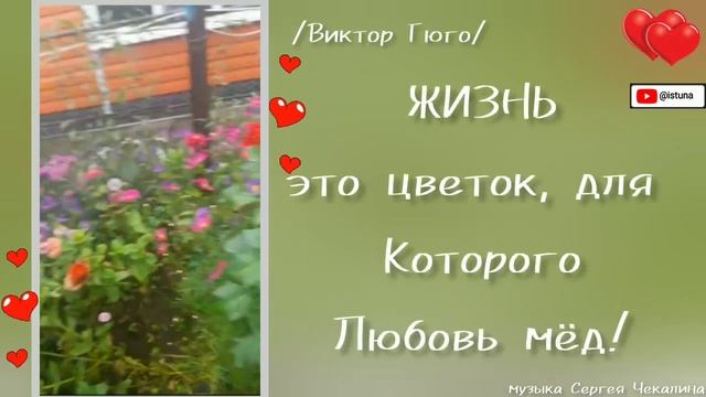ИСТИНА "Сорняк, всего лишь НЕЛЮБИМЫЙ цветок"музыка Сергея Чекалина. смотреть онлайн