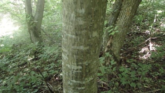 Кавказские леса, ориентирование по природным признакам