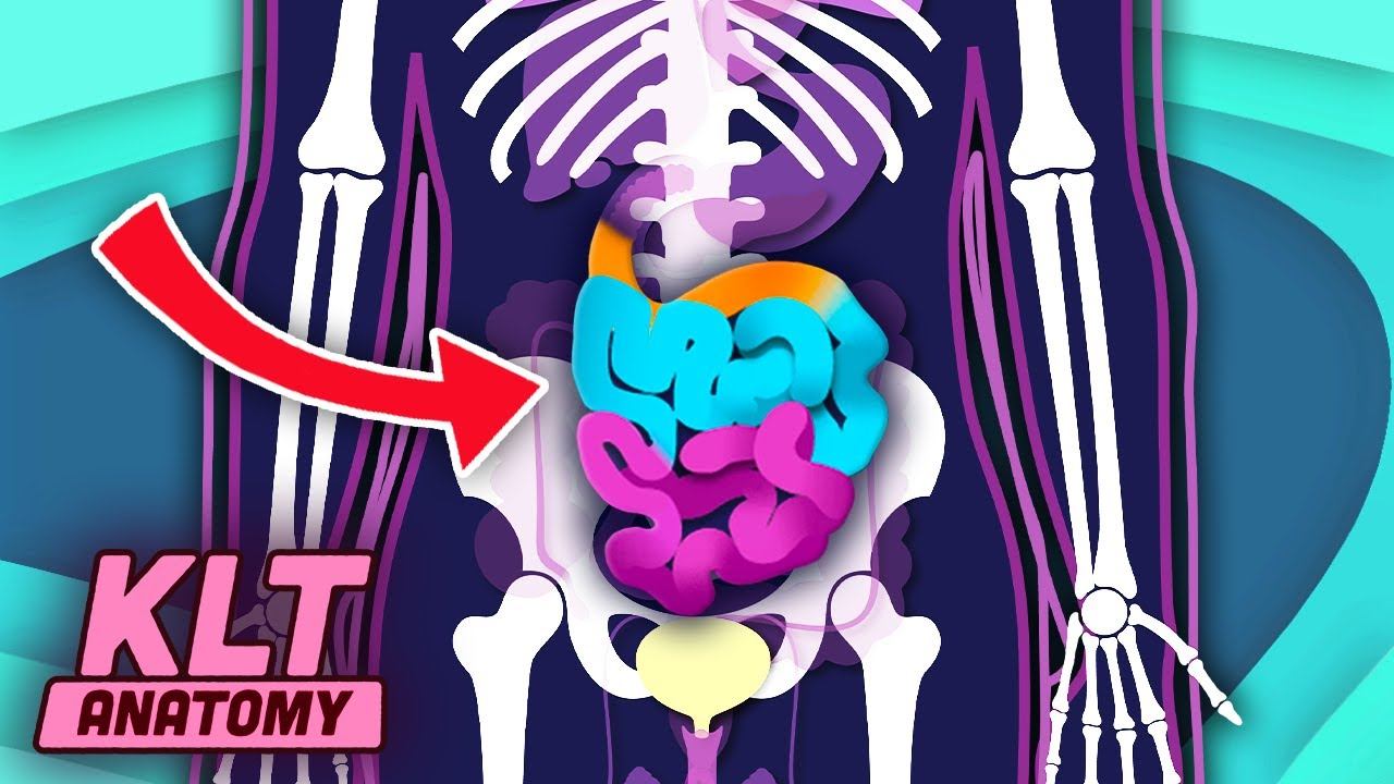 The Small Intestine Song! | KLT Anatomy смотреть онлайн