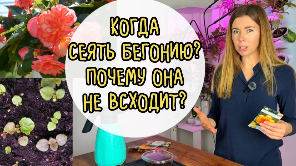 Сроки посева бегонии. Почему не всходят семена бегонии? смотреть онлайн