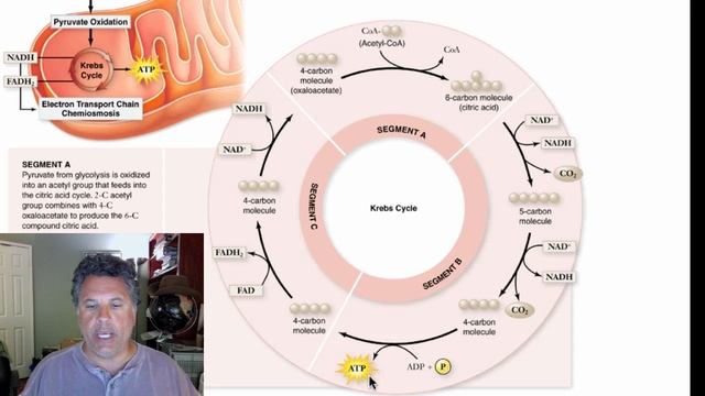 Cinelecture 42 - Krebs Cycle II смотреть онлайн