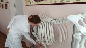 Плоскости, направления, скелет КРС