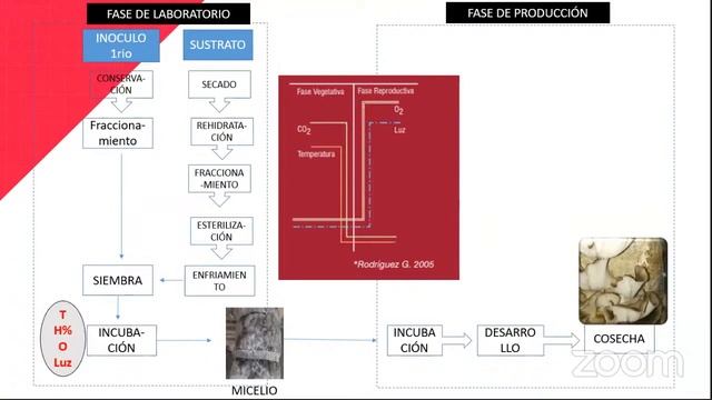 Desarrollo de Pleurotus sobre bagazo de pera y manzana. Antecedentes. Jornada 2 смотреть онлайн