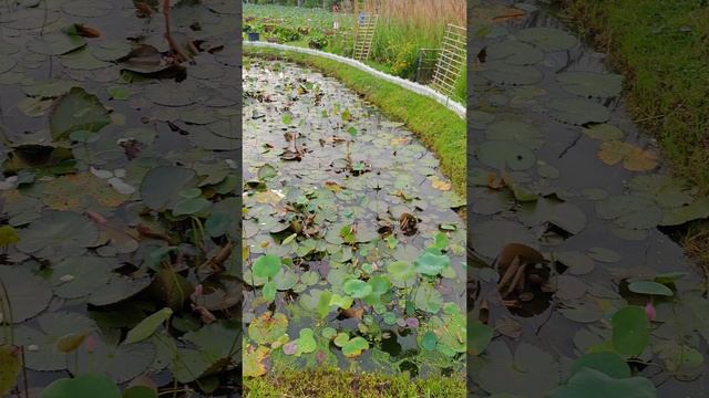 Цветы и лилии в Чатучак парке Бангкока смотреть онлайн