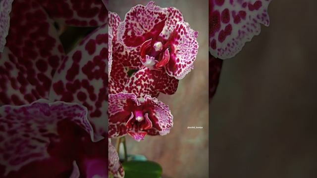 Phal. Lioulin Wild Cat peloric от садовника Son Ya 🌸 Первое цветение орхидеи бабочки Дикий Кот 🐆 смотреть онлайн