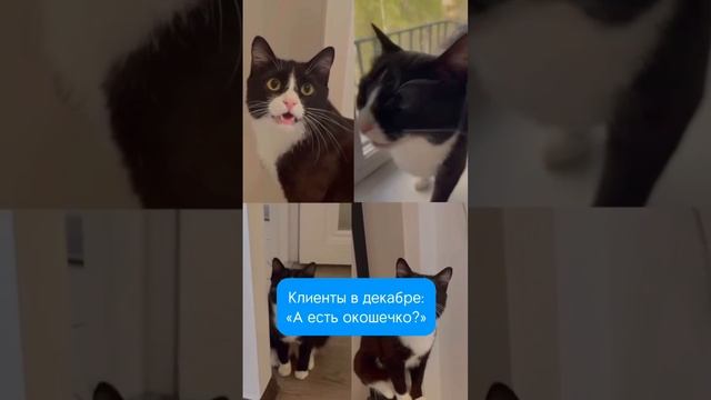 Груминг салон в Москве TEZI