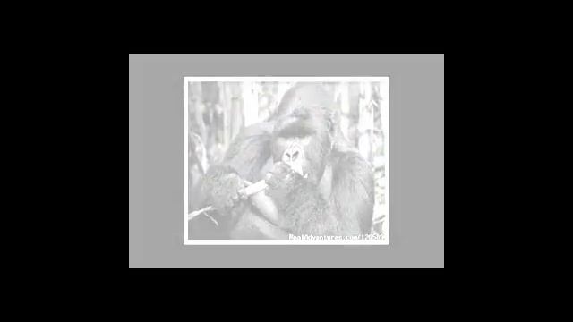 TRACK MOUNTAIN GORILLAS AND DISCOVER BURUNDI, CONGO, RWANDA AND UGANDA IN 14 DAYS смотреть онлайн