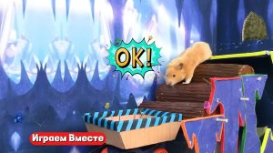 Хомяк попал в СУПЕР ЛАБИРИНТ С ПРЕПЯТСТВИЯМИ ! Выбираемся из лабиринта вместе !