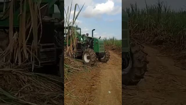 YN-5000 Sugarcane loader work video. смотреть онлайн