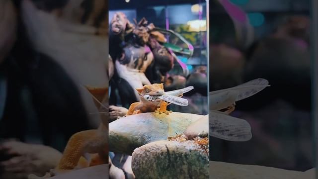 КОЕ-ЧТО МОЖЕТ БЫТЬ ПРАВДОЙ… СМОТРИ НОВЫЙ РОЛИК! #геккон #ящерица #бананоед #вонь #яд #треш #жесть