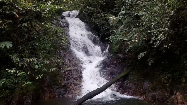 The sound of running water and bird sounds for healing [sleep, focus, asmr]