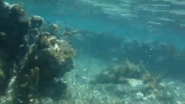 Snorkeling at Santa Lucia, Cuba 05 смотреть онлайн
