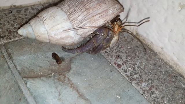 Краб и рачок