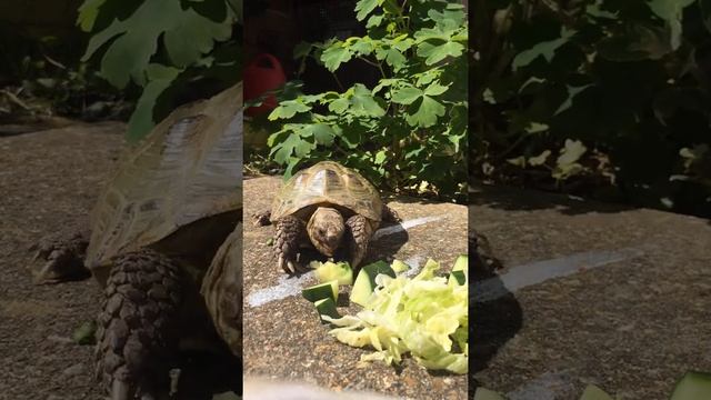 Tilly the tortoise gets match fit смотреть онлайн