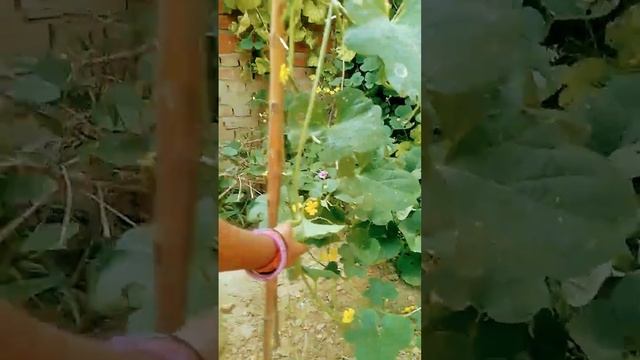 ped per pahli bar funt ka fal смотреть онлайн