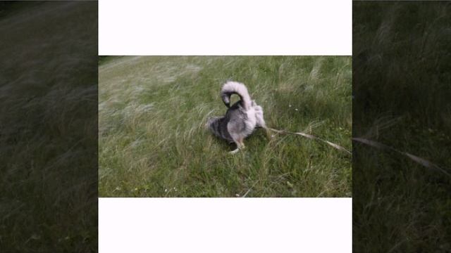 Лучшие друзья~ смотреть онлайн