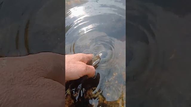 Вода ушла рыба осталась 31 мая 2023 г. смотреть онлайн