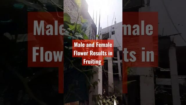 Process Of Flowering And Fruiting