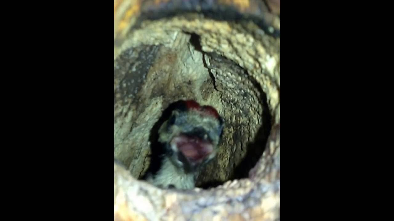 Маленький дятлёнок 18.06.2016г. смотреть онлайн