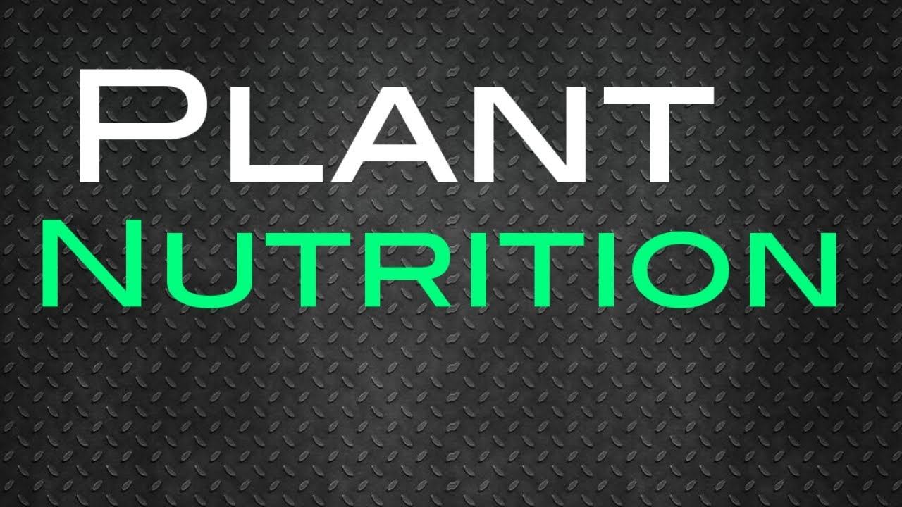 Plant Nutrition IGCSE Biology смотреть онлайн