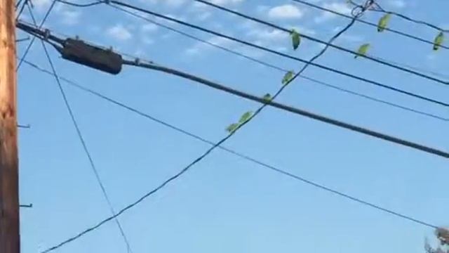 Wild Parrots of Los Angeles смотреть онлайн