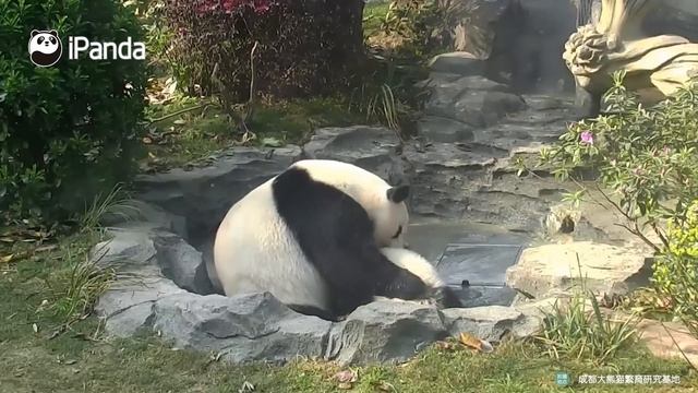 Wanna See How Pandas Get Bath? | iPanda смотреть онлайн