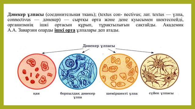 Адманова Г Б Цитология және гистология Дәріс №13 смотреть онлайн