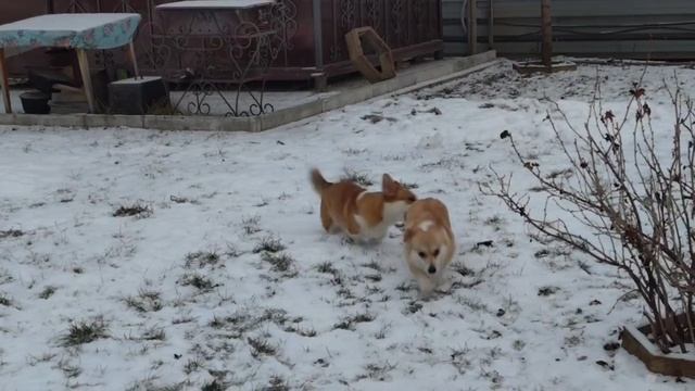 2024-12-01 - Коржики на улице смотреть онлайн