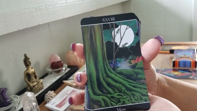 Goodies & Forces Flora + Fauna смотреть онлайн