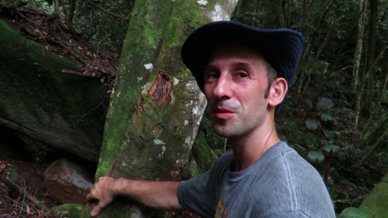 Kara Sun presenting wildlife (birding) of the Seychelles - Part 2 (botanic tour) смотреть онлайн