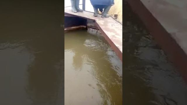 Верховина на подаче воды в пруд. Сороуловитель для пруда. смотреть онлайн