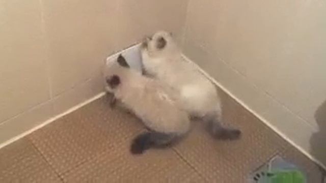 глупые кошки смотреть онлайн