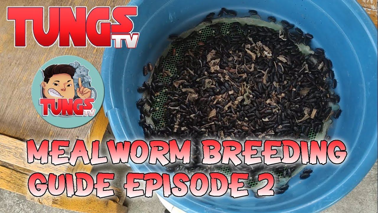 Mealworm Breeding! (BREEDING E2) TUNGS TV 26 смотреть онлайн