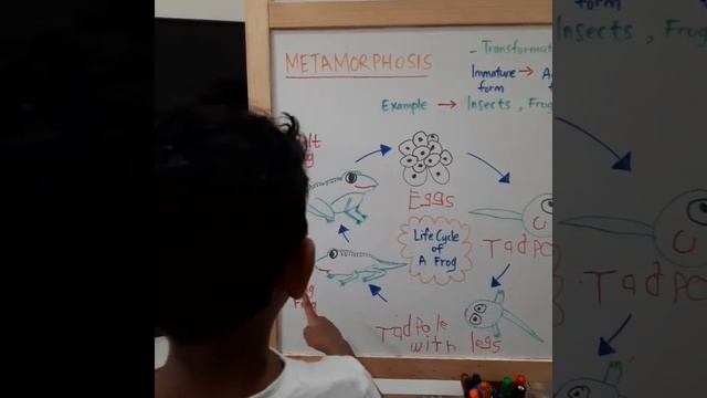 Metamorphosis: The Life Cycle  Of A Frog 🐸Webeb Webeb 🐸