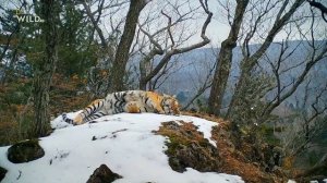 Тигры России  Дикая природа России  Тигр    1080