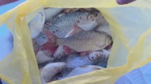 КРАСНОПЁРКА, ПЛОТВА НА МОРМЫШКУ ЗИМОЙ. ЗАВАЛИЛ ВЕСЬ ЛЕД РЫБОЙ