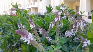 Egypt 🇪🇬 Stella Heights, Стелла Хайтс, место проживания строителей АЭС «Эль-Дабаа»