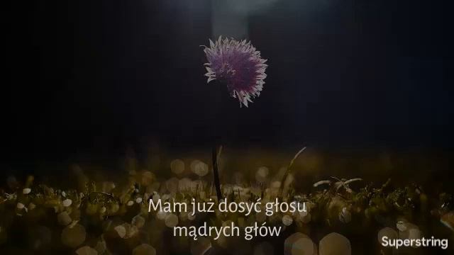 Zapomniany kwiat смотреть онлайн