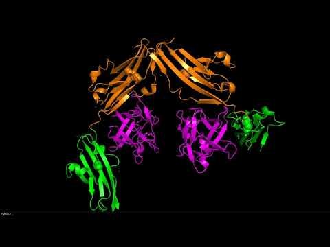FGFR2 mutation смотреть онлайн