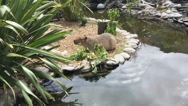 Willowbank Wildlife Park