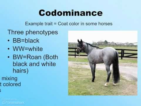 Beyond Mendelian Genetics смотреть онлайн