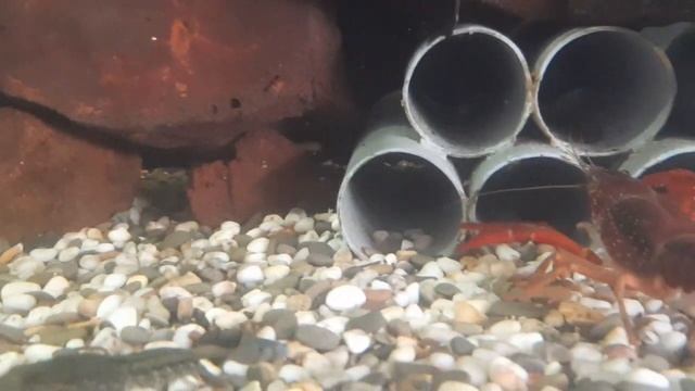 ОБЩЕЖИТИЕ РАКОВ.