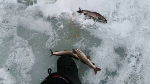 РЫБАЛКА НА ХАРИУСА В МАРТЕ НА ТАЕЖНОЙ РЕКЕ